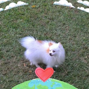 Meet your Posher, Dianna